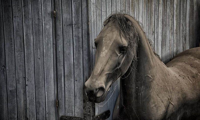 Paard par Ronald Rietveld