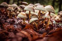 Paddenstoelen