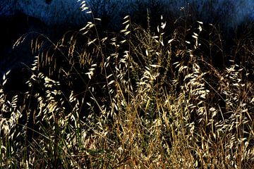 GRÄSER 2 von Miroslav Ptacek