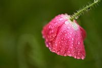 Les coquelicots après la pluie