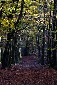 Een bospad door een herfstachtige beukenbos van Gerard de Zwaan