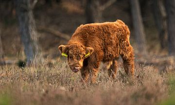 Schotse Hooglander Kalf: Natuur in Z’n Zachtste Vorm van Hevonax Photography
