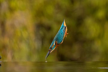 Kingfisher in flight. by Menno Schaefer