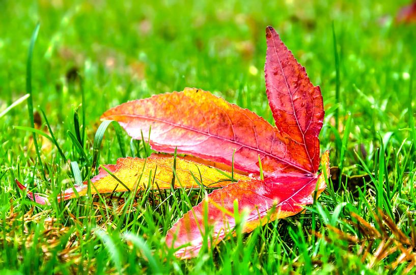 Herbstblatt auf Rasen von Frans Blok