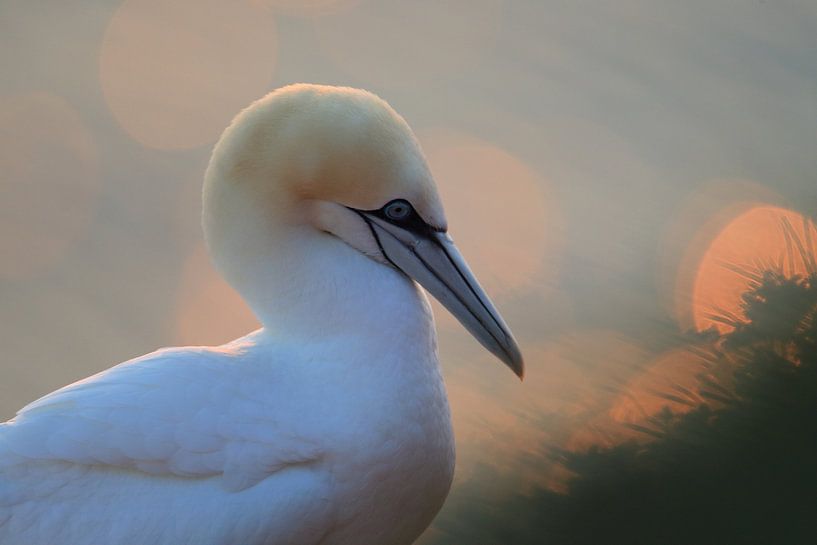 Jan-van-genten Helgoland Eiland Duitsland van Frank Fichtmüller