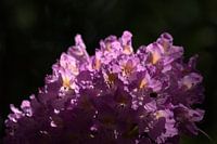 rododendron & zonlicht