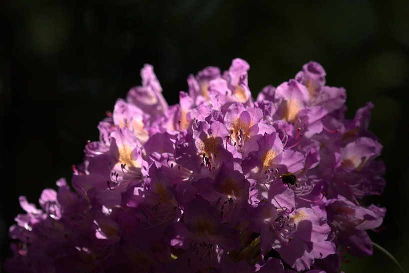 rhododendron &amp; Sonnenlicht von Marvin Van Haasen