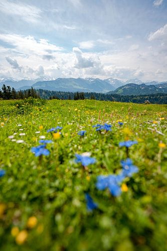 Uitzicht met paardenbloem op de Allgäuer Alpen en het Kleinwalsertal
