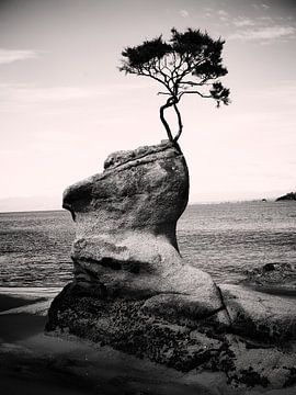 The lone tree. Never give up.