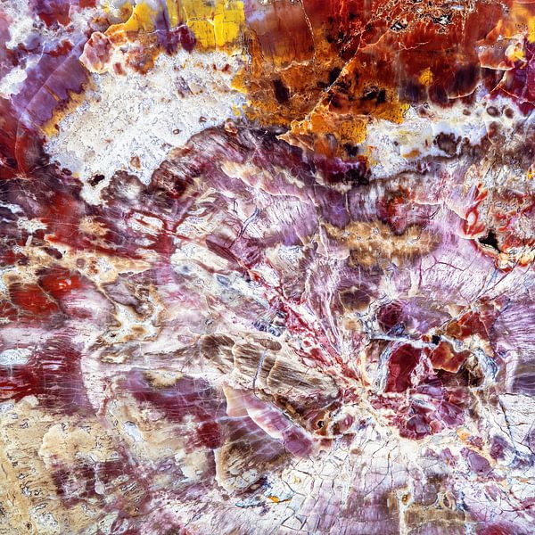 Versteinertes Holz von Ko Hoogesteger