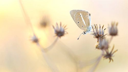 Southern spruce blue (Polyommatus Agrodiaetus ripartii)