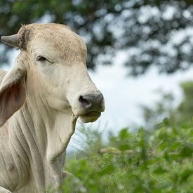 Aziatische koe in Costa Rica van Tim Verlinden