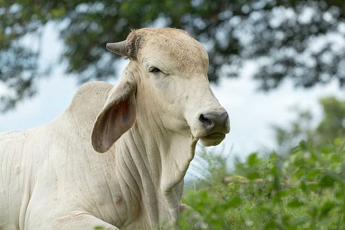 Asian cow in Costa Rica
