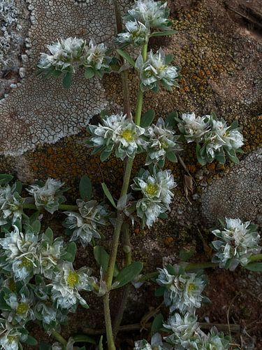 Wild Flowers