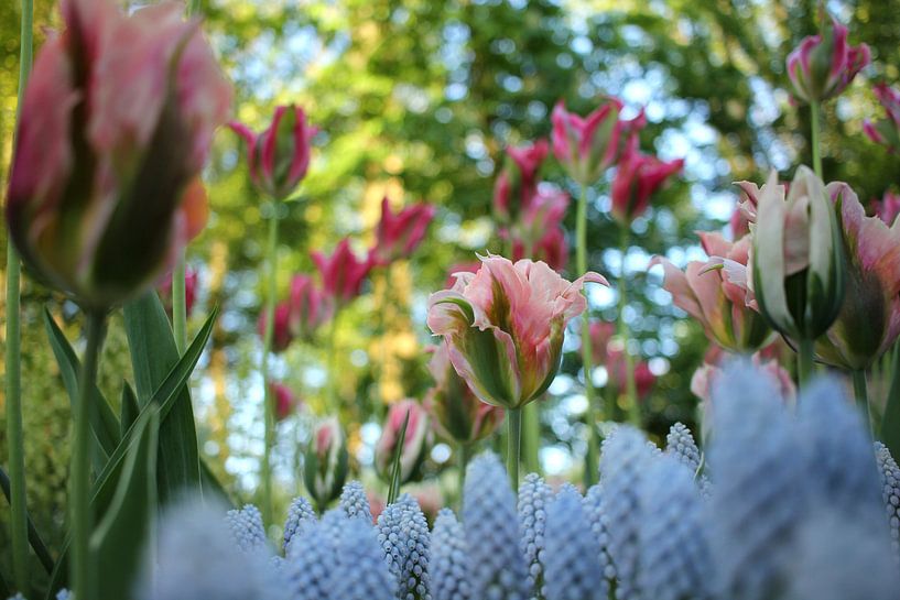 Tulp China Town van Jacco van Brecht