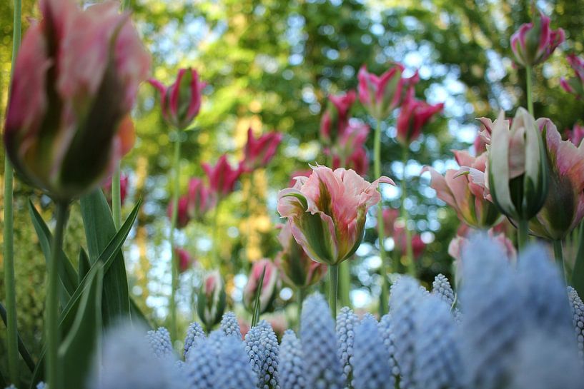 Tulp China Town von Jacco van Brecht