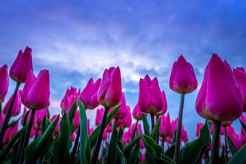 Des tulipes dans l'air sur Dennis Donders