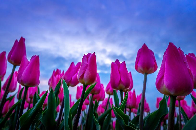 Des tulipes dans l'air par Dennis Donders