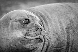 Zeeolifant op South Georgia van Ron van der Stappen