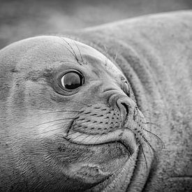 Éléphant de mer en Géorgie du Sud sur Ron van der Stappen