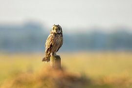 Chouette des champs, Asio flammeus. Oiseau de proie.