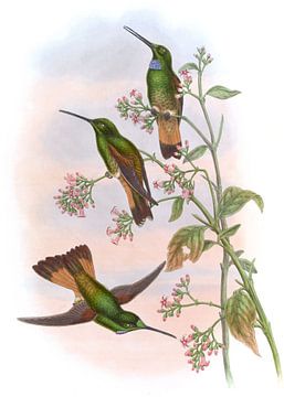 Jelski's sterfrontlet, John Gould van Hummingbirds