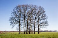 Zes bomen op een veld