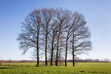 Sechs Bäume auf einem Feld von Erik Verheggen