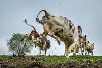 Dutch Cow