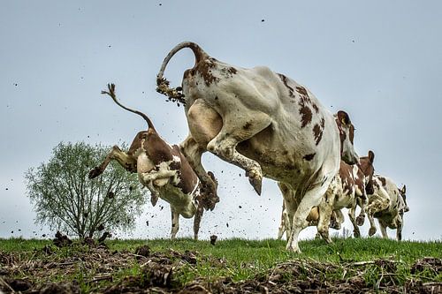 dansende springende koeien