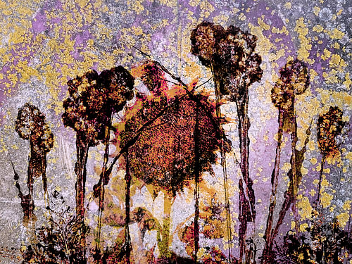 Sonnenblumen im Feld im Spätsommer