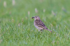 Wiesenpieper von Roel Ovinge
