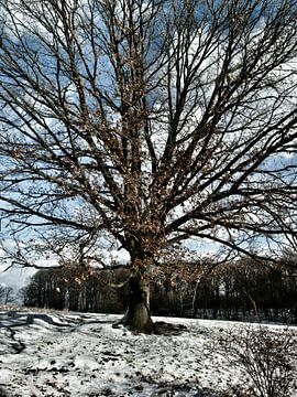 Tree in Wintertime