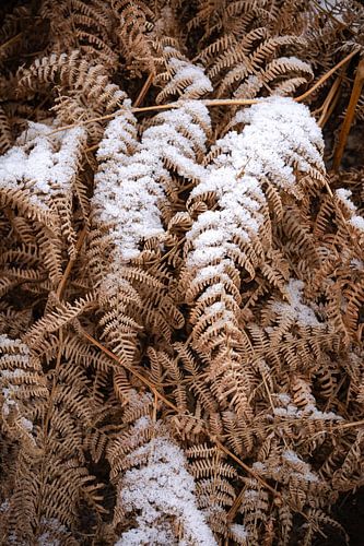 Fougère d'hiver sur Richard Gouw