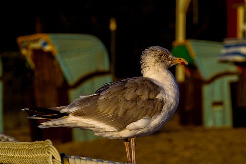 Eine Möwe auf einem Strandkorb