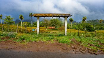 Gateway to the jungle