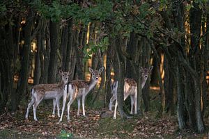Drei neugierige Rehe in einem Wald.