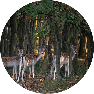 Drie nieuwsgierige herten in een bos. van Albert Beukhof