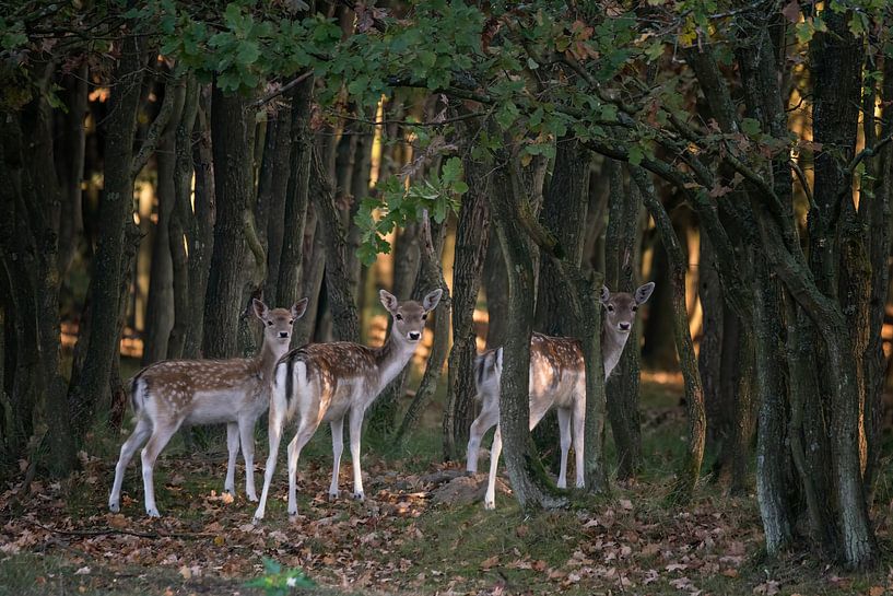 Drei neugierige Rehe in einem Wald. von Albert Beukhof
