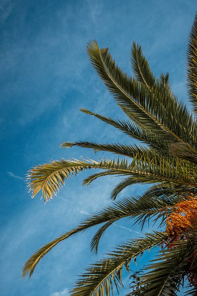 Tropischer Palmenzweig gegen hellen Himmel von Femke Ketelaar