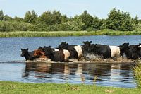Kühe, Belted Galloway