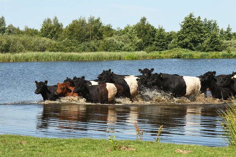 Kühe, Belted Galloway von Paul van Gaalen, natuurfotograaf