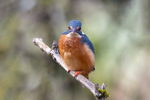 Oog in oog met de ijsvogel