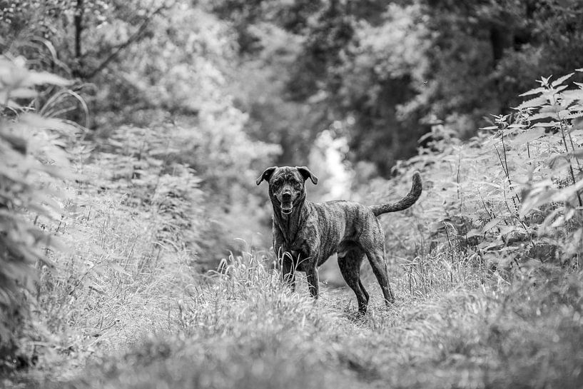 Chien noir et blanc dans la forêt par Femke Ketelaar