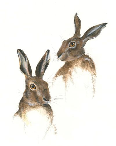 Twee hazenstudie