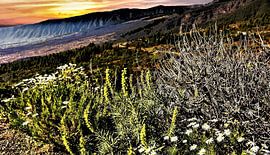 De natuur op Tenerife met widgroei en aan de horizon gaudgele zonondergang  en donkerre bergketen op by Willy Van de Wiele