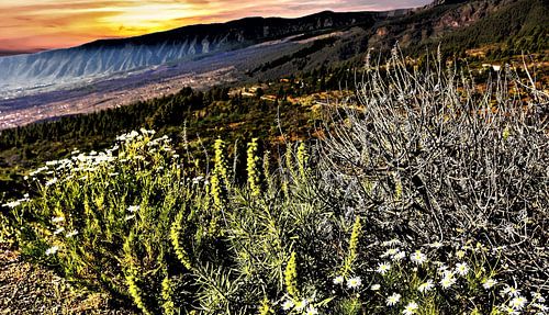 De natuur op Tenerife met widgroei en aan de horizon gaudgele zonondergang  en donkerre bergketen op