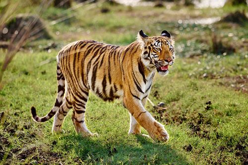 young Indian tiger