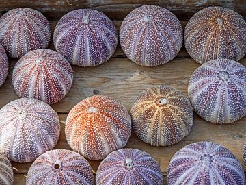 Sea urchin shells by Katrin May