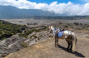 Paard op de rand van een vulkaan. van Floyd Angenent